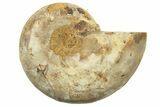 Jurassic Cut & Polished Ammonite Fossil (Half) - Madagascar #223261-1